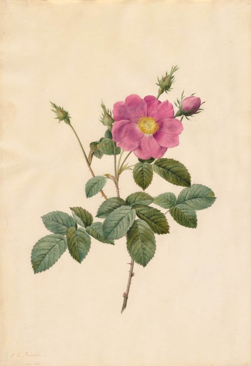 Kålrose (Rosa Centifolia Simplex) av Pierre Joseph Redouté