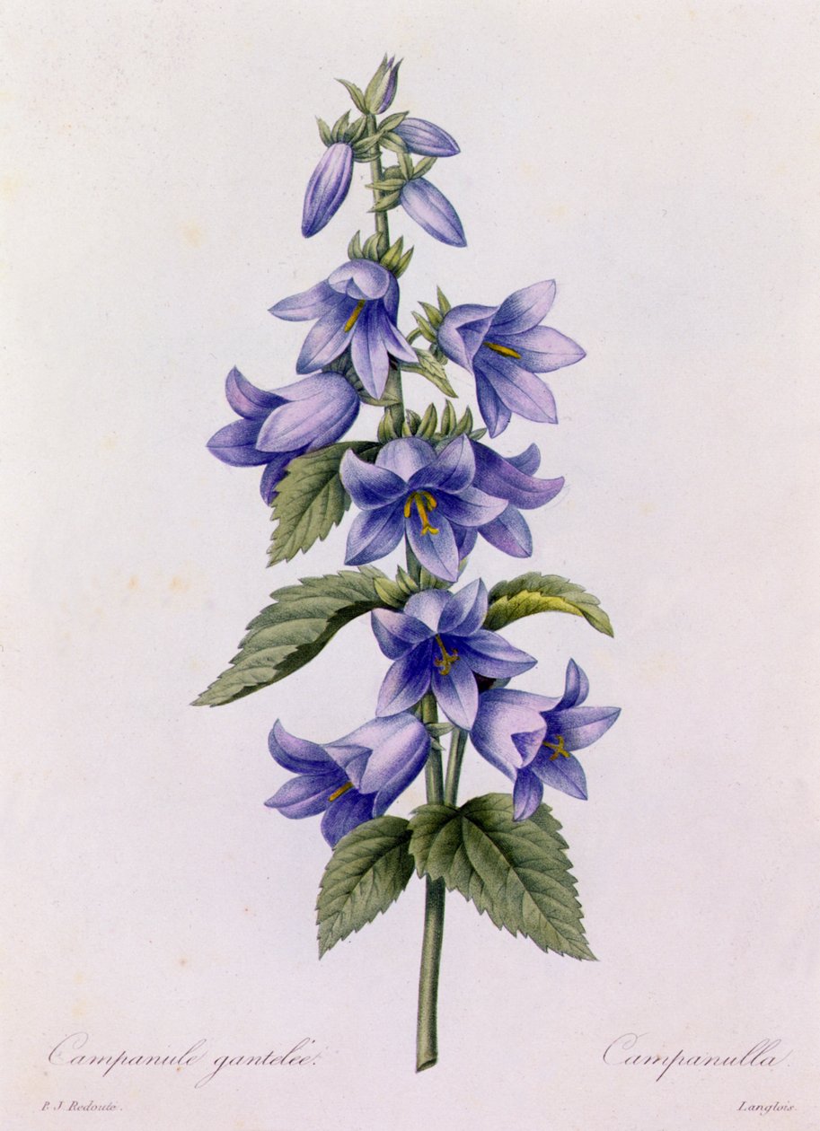 Campanula (farget gravering) av Pierre Joseph Redouté