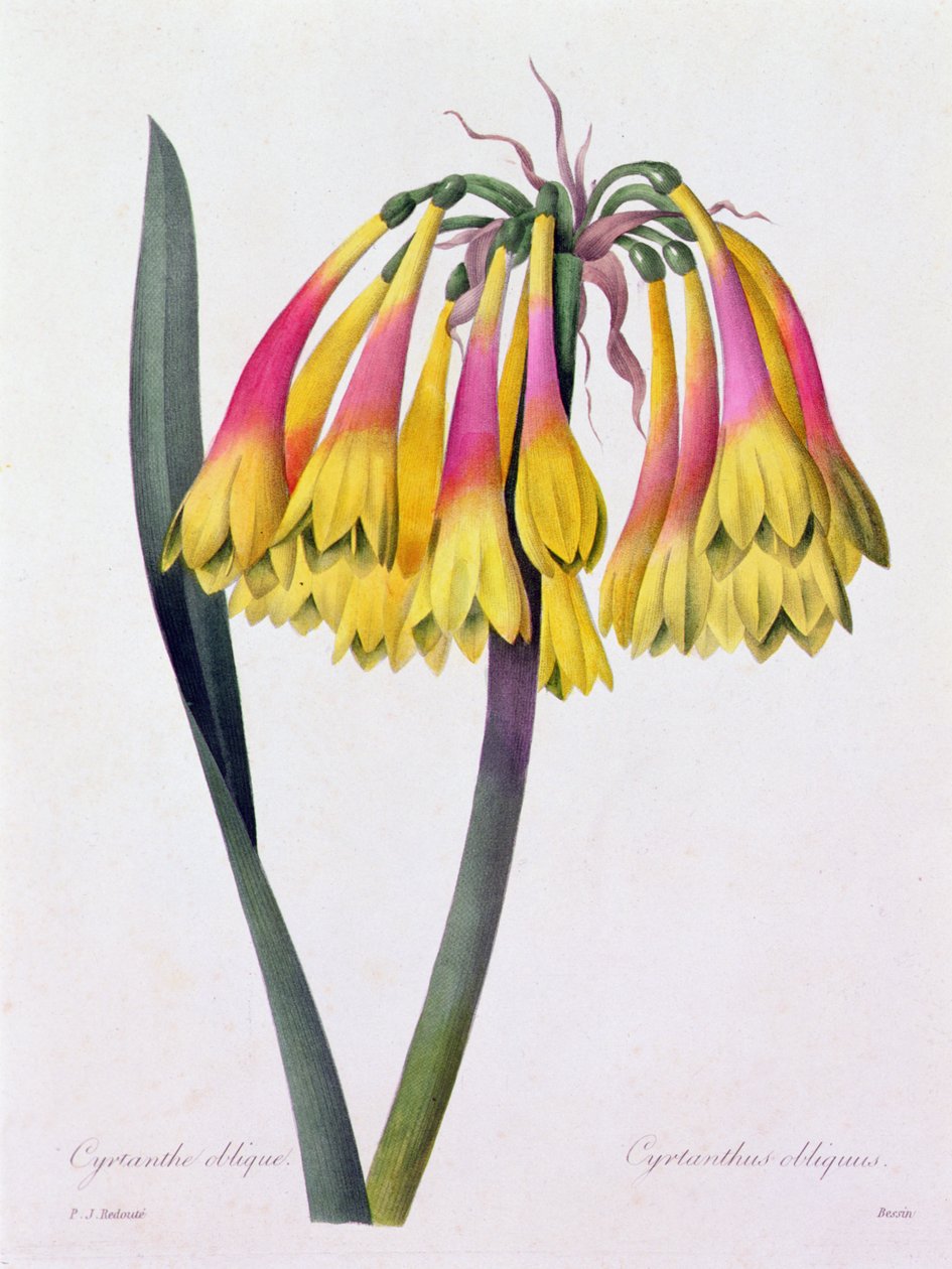Cyrtanthus Obliquus (farget gravering) av Pierre Joseph Redouté