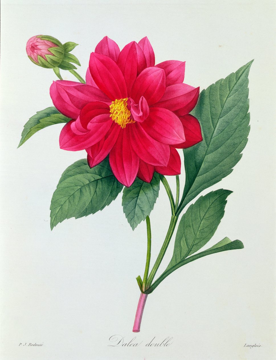 Dahlia Double (farget gravering) av Pierre Joseph Redouté