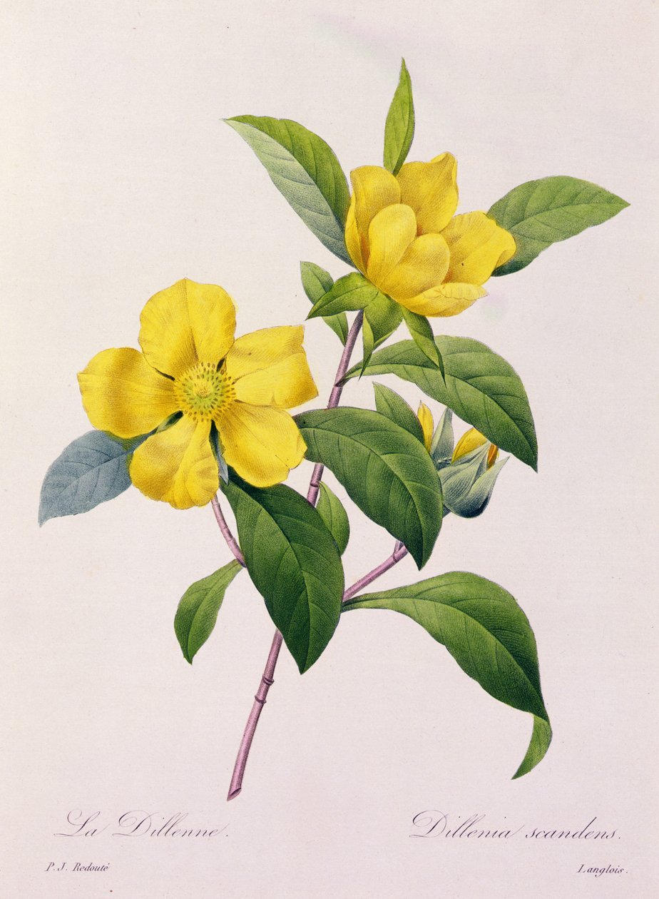Dillenia Scandens (farget gravering) av Pierre Joseph Redouté