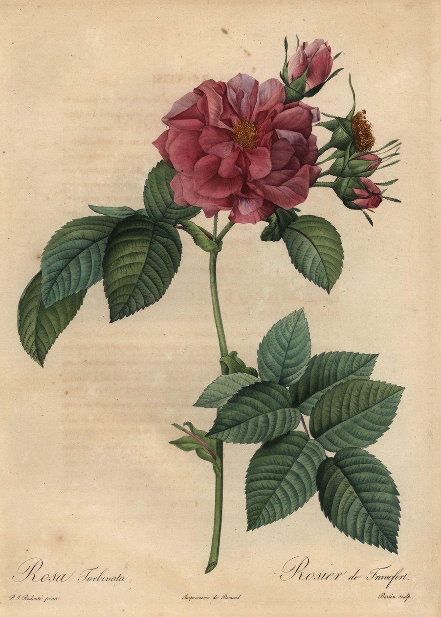 Støvet rosa rose, Rosa turbinata av Pierre Joseph Redouté