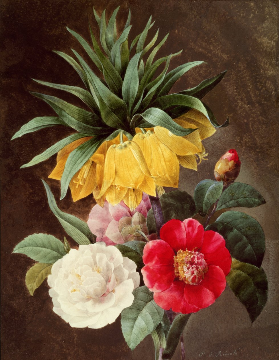 Eksotiske blomster av Pierre Joseph Redouté
