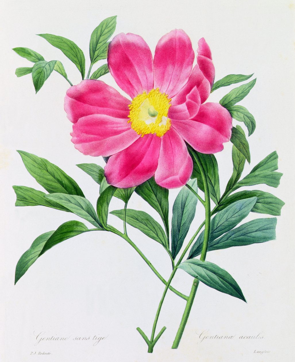 Stemless Gentian (farget gravering) av Pierre Joseph Redouté