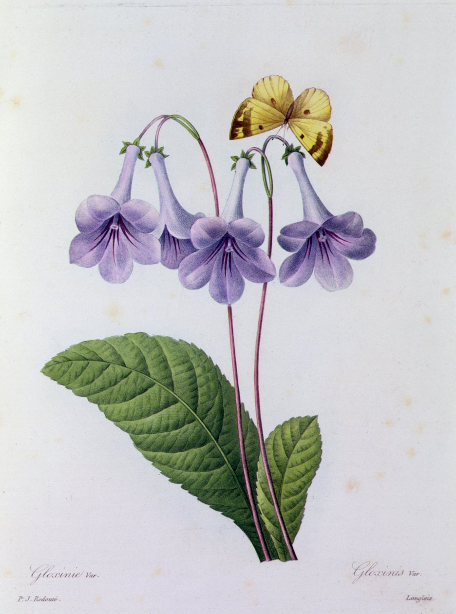 Gloxinia (farget gravering) av Pierre Joseph Redouté