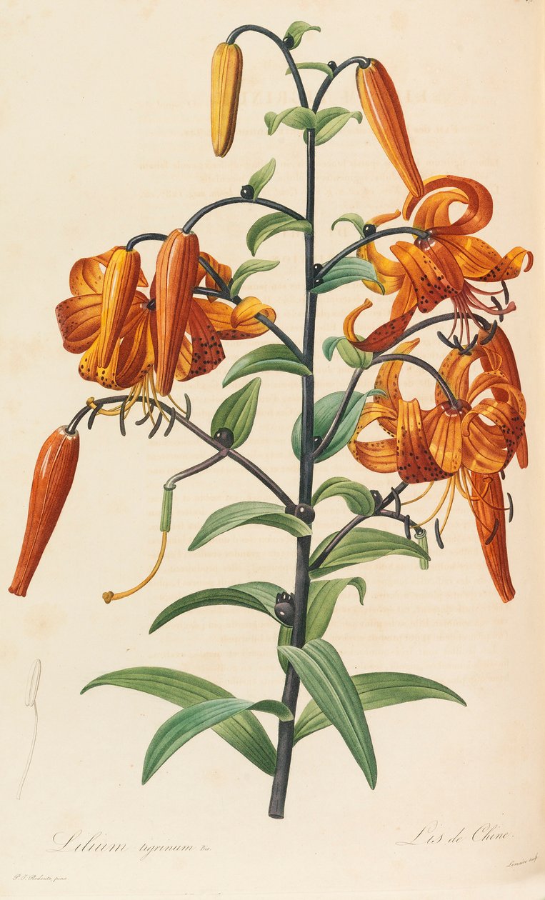 Liliaceae, 1804-1815. av Pierre Joseph Redouté