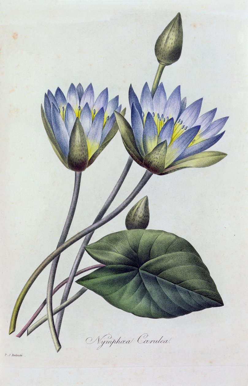 Nymphea Caerulea (farget gravering) av Pierre Joseph Redouté