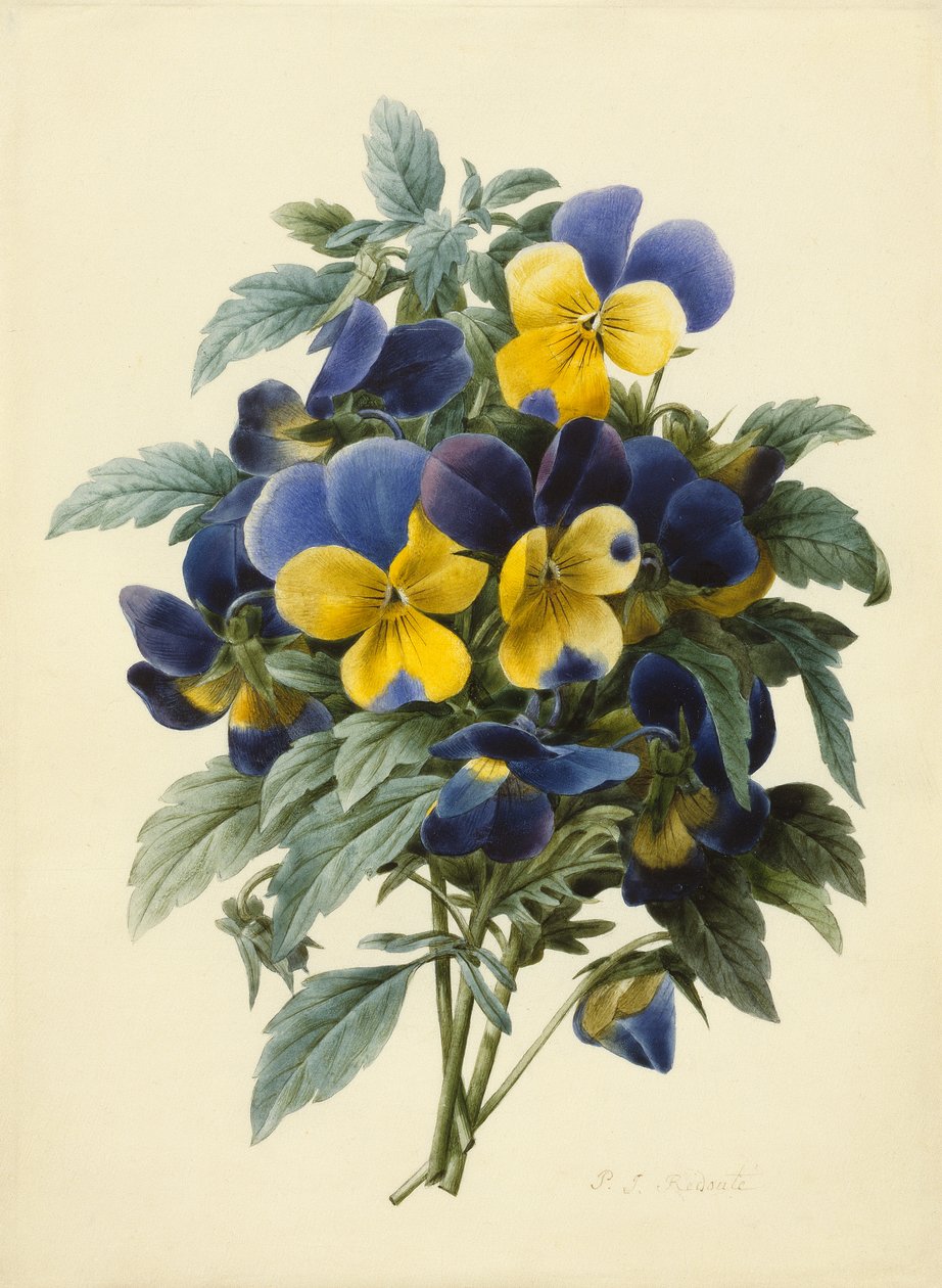 Stemorblomster (farget gravering) av Pierre Joseph Redouté