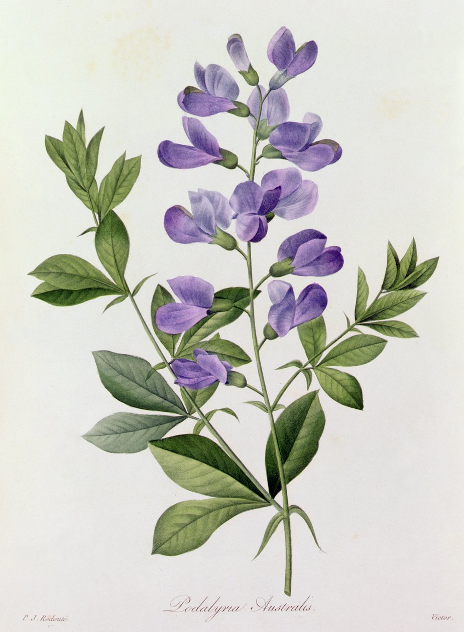 Podalyria Australis (farget gravering) av Pierre Joseph Redouté