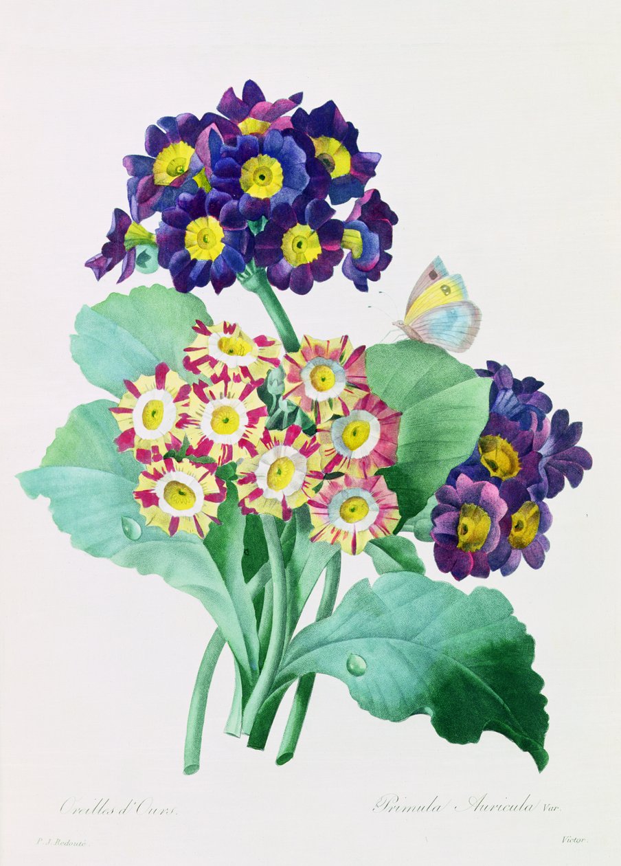 Primula Auricula (farget gravering) av Pierre Joseph Redouté