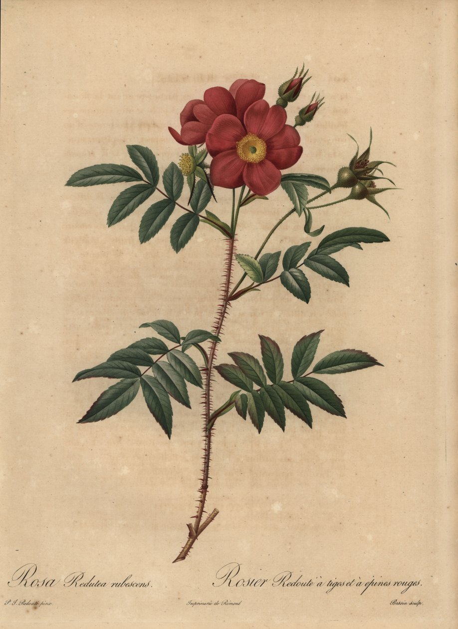 Rød rose, Rosa av Pierre Joseph Redouté