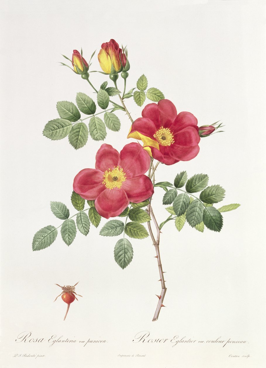Rosa Eglantera Punicea av Pierre Joseph Redouté
