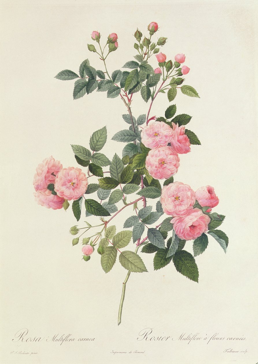 Rosa Multiflora Carnea av Pierre Joseph Redouté