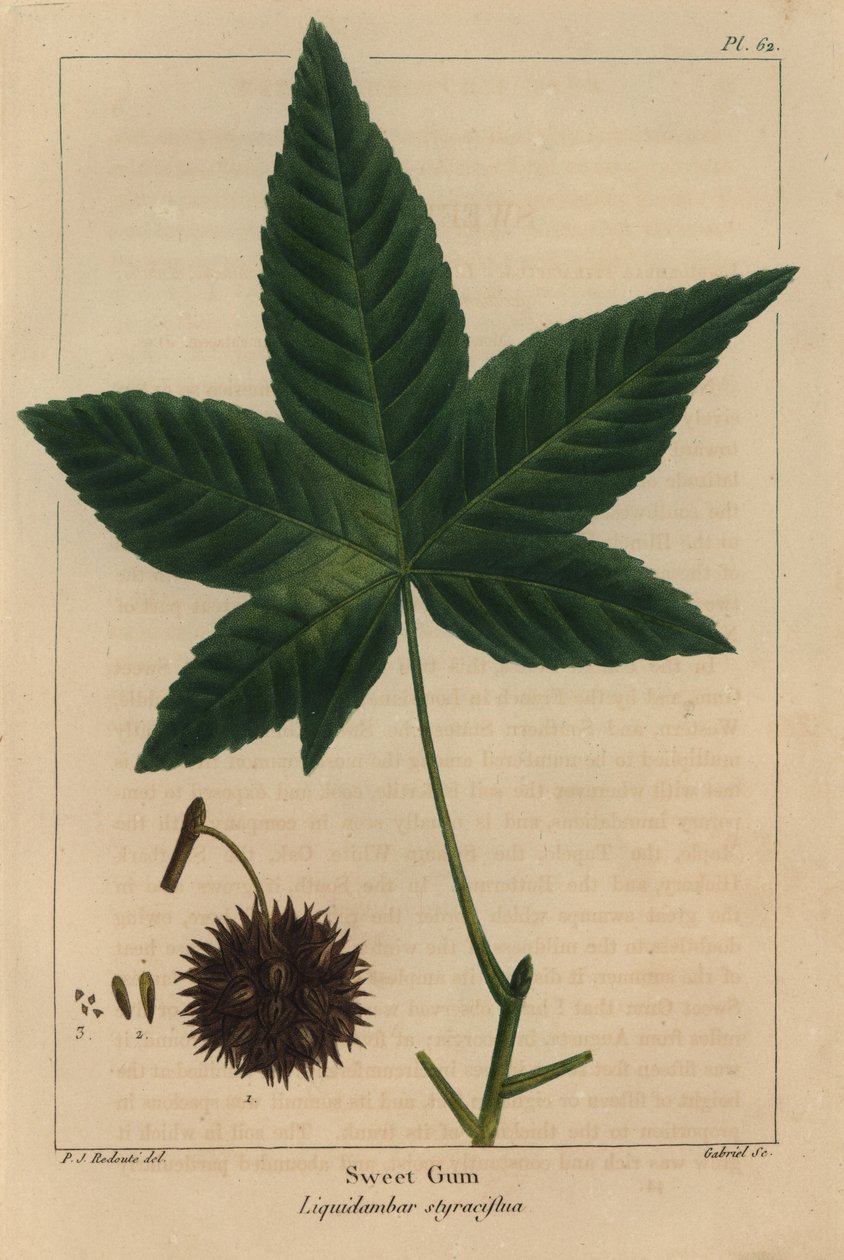 Søtt tannkjøtttre, Liquidambar styraciflua (gravering) av Pierre Joseph Redouté