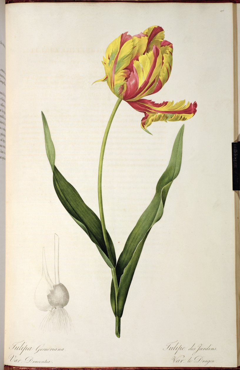 Tulip gesneriana drager, fra 