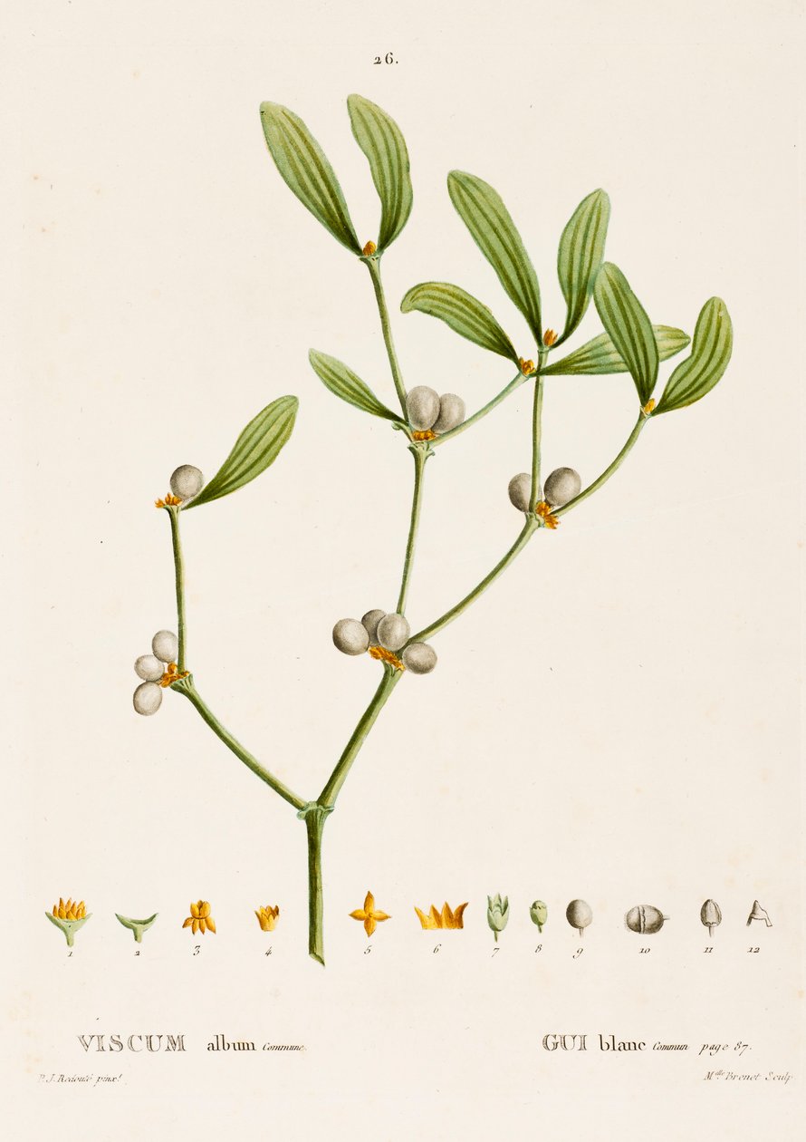 Viscum hvit L. Misteltein, c1800-1830. av Pierre Joseph Redouté