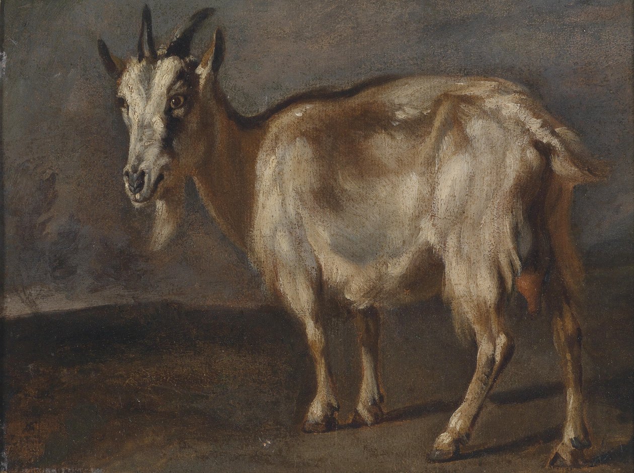 Studie av en geit av Pieter or Peter Boel