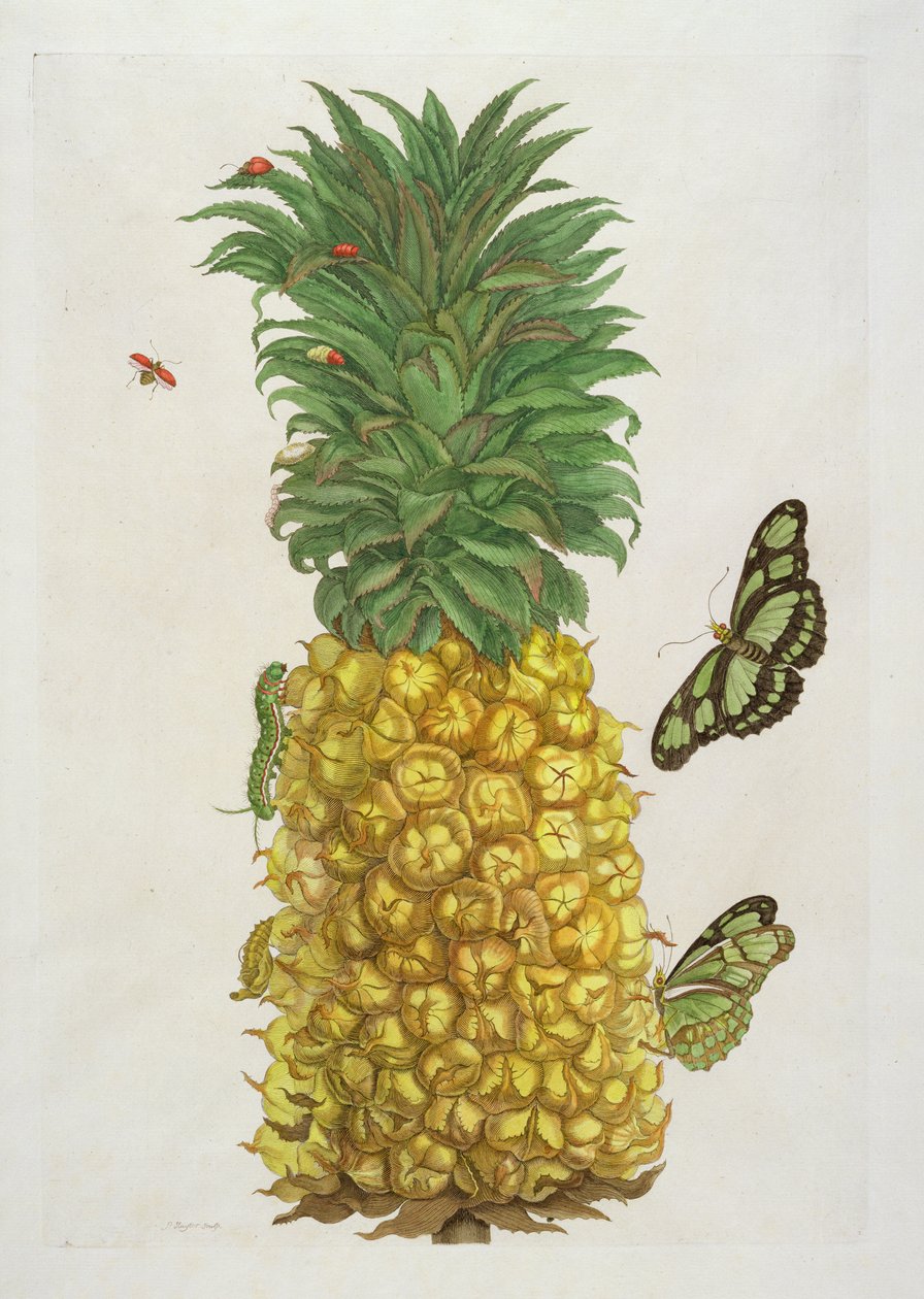 Ananas med larve og sommerfugler (håndfarget gravering) av Pieter Sluiter or Sluyter