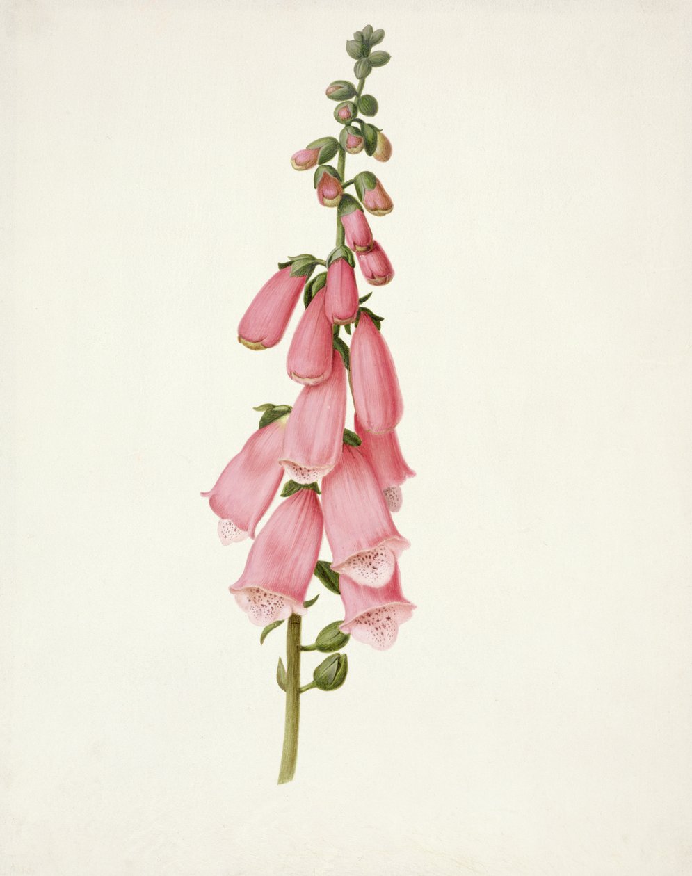 PD.101-1973f.50 revebjelle (Digitalis purpura) (wc og gouache på vellum) av Pieter Withoos