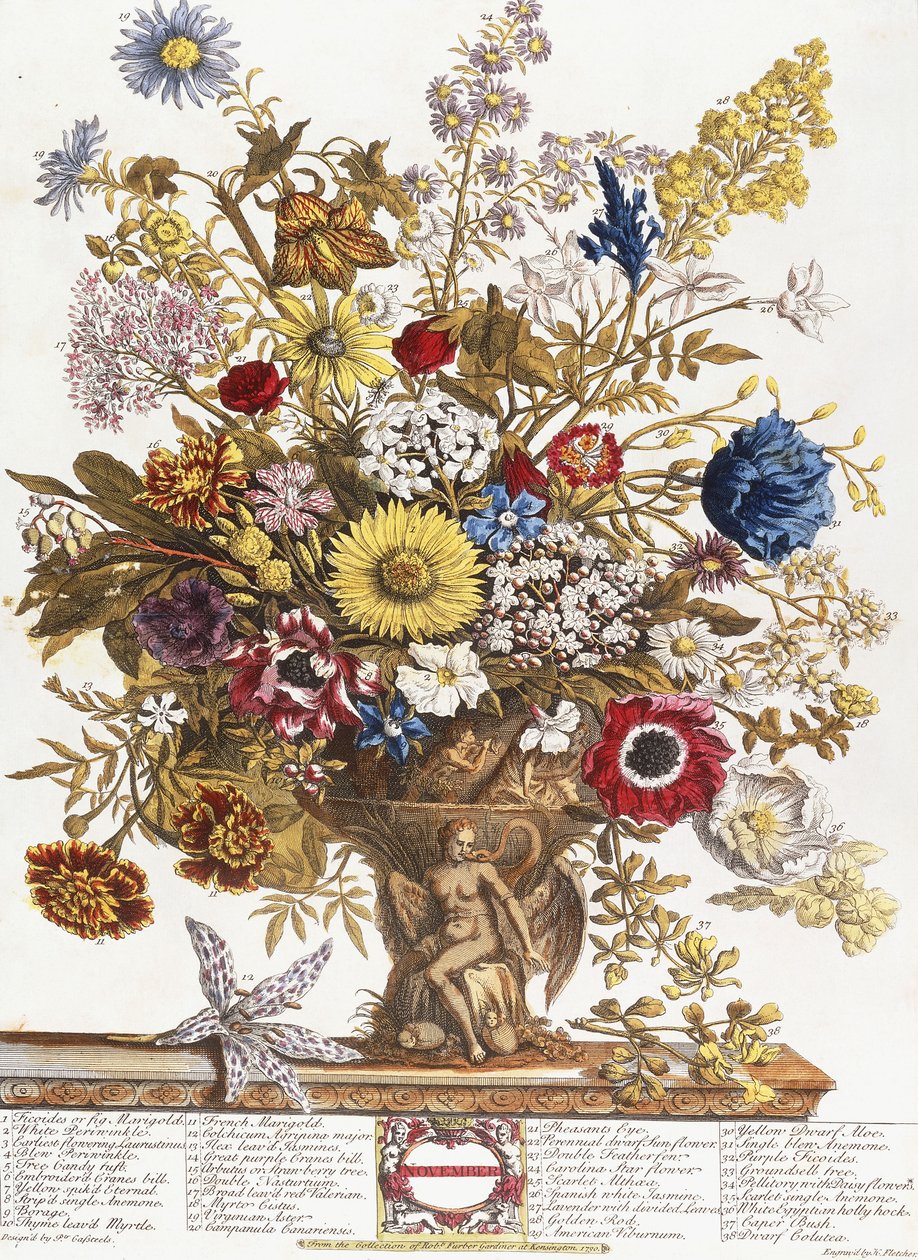 november, fra "Twelve Months of Flowers" av Pieter (after) Casteels