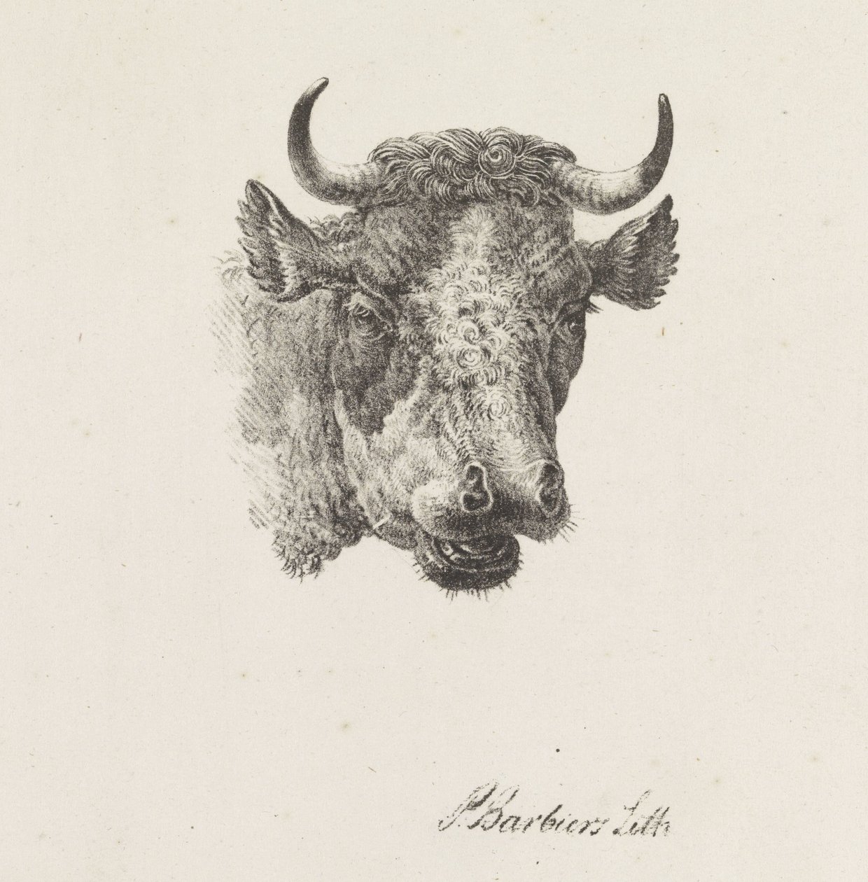 oksehode av Pieter Bartholomeusz. Barbiers