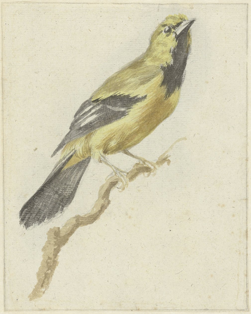 Gul Oriole (Icterus nigrogularis) av Pieter Gevers