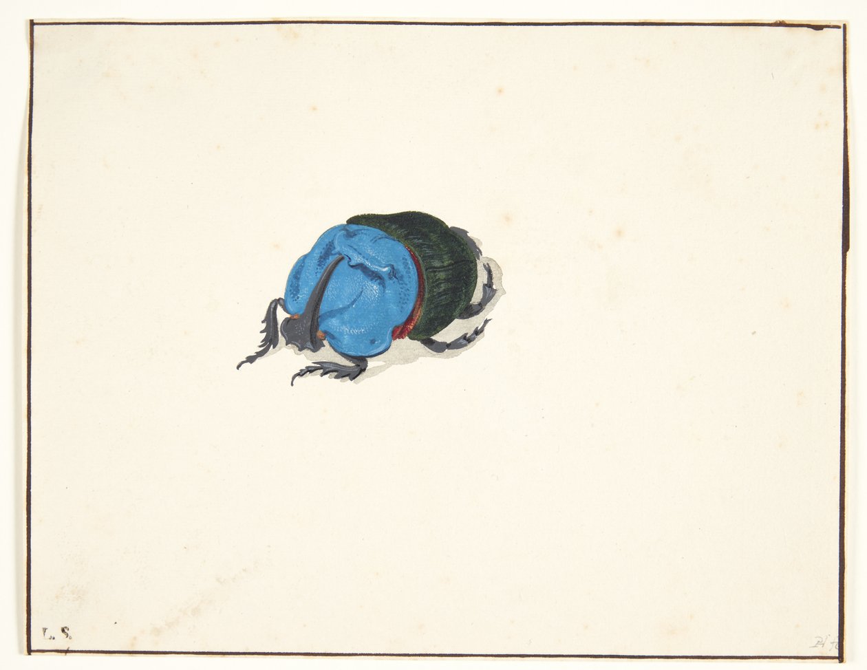 En neshornbille (scarabaeidae) av Pieter Holsteijn