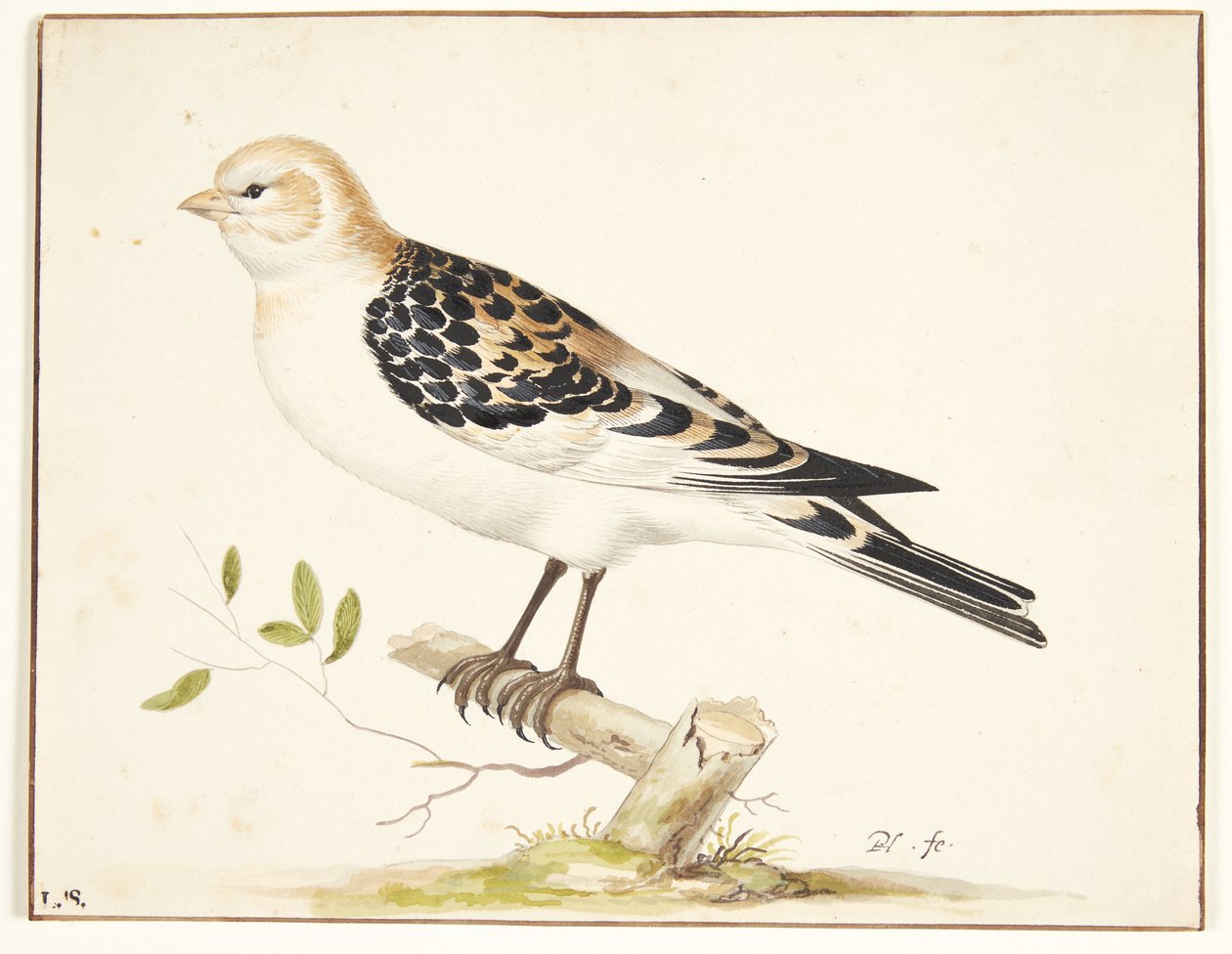 I snespurv (plectrophenax nivalis) av Pieter Holsteijn