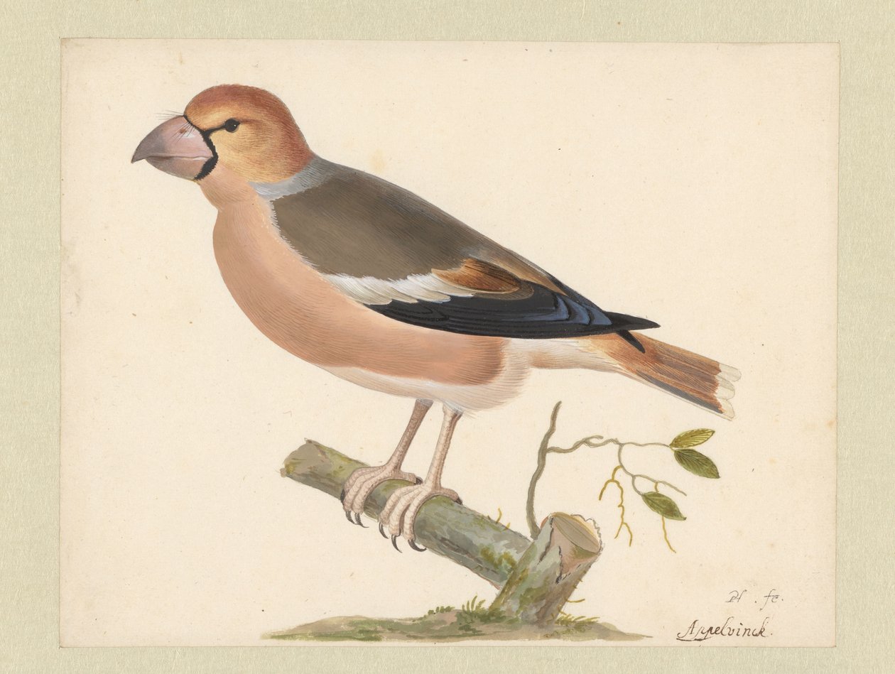 Eplefink av Pieter Holsteyn (I)