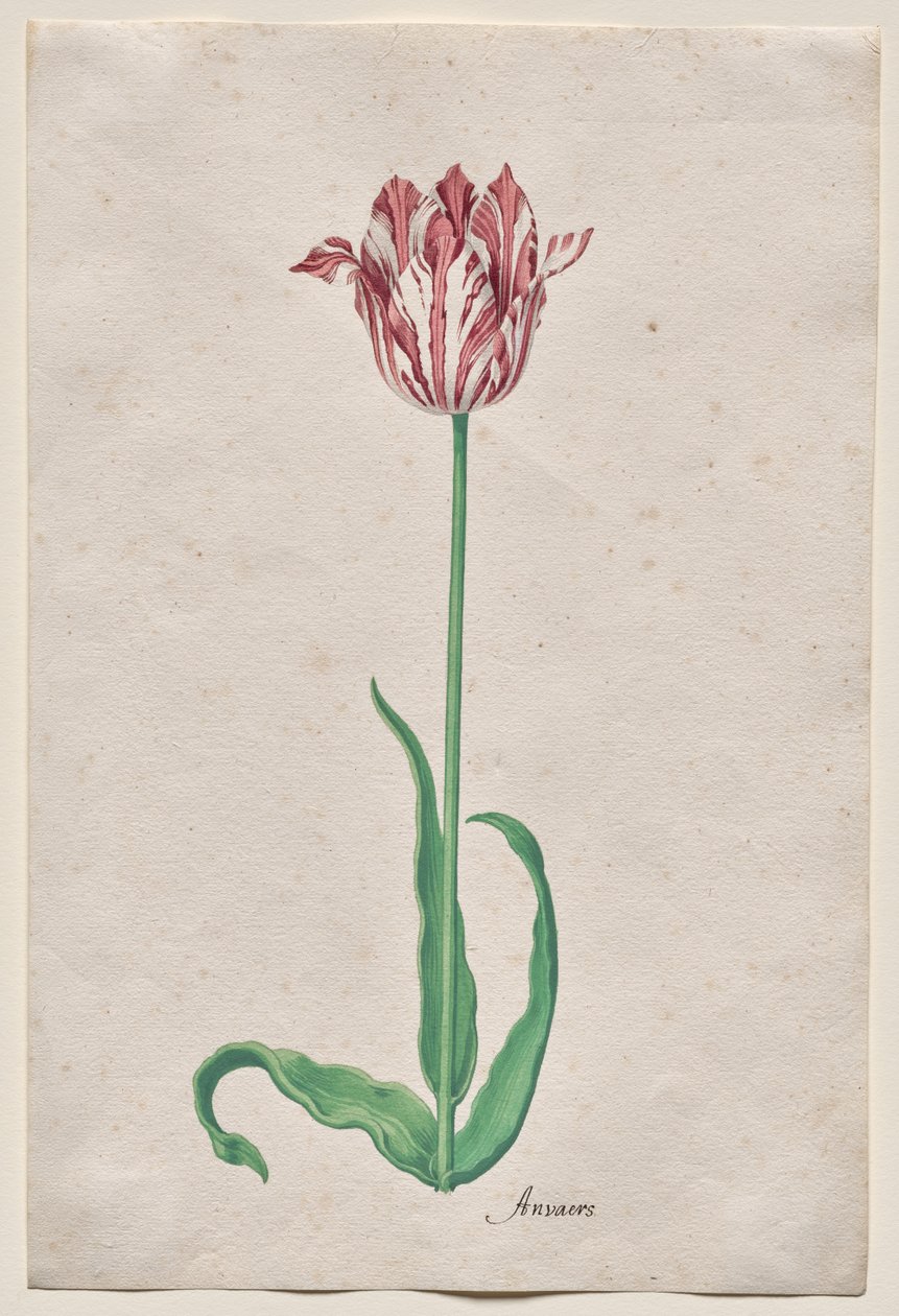 Studie av en tulipan (Anvaers) av Pieter Holsteyn II