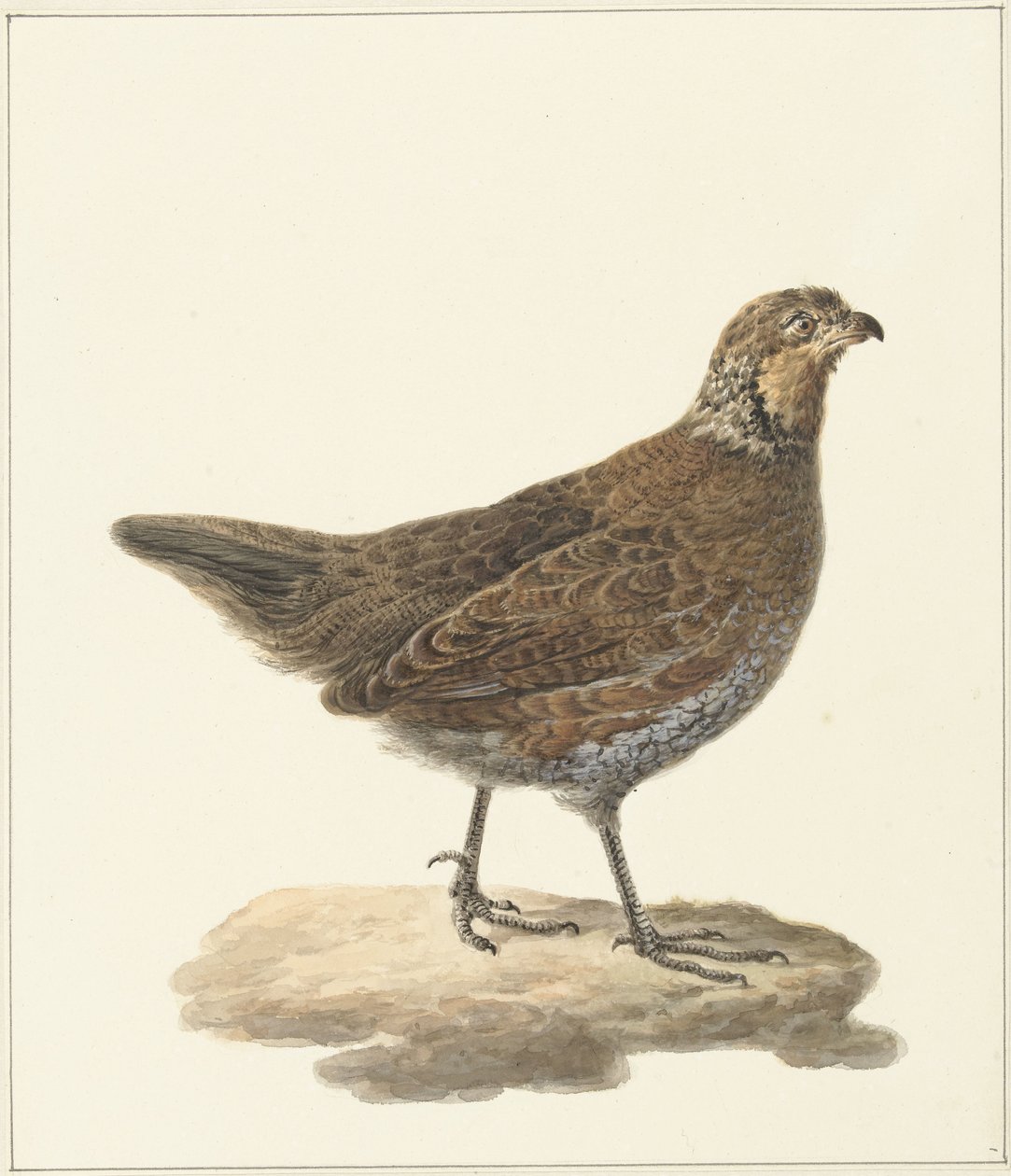 Bobwhite (Colinus virginianus) av Pieter Pietersz. Barbiers