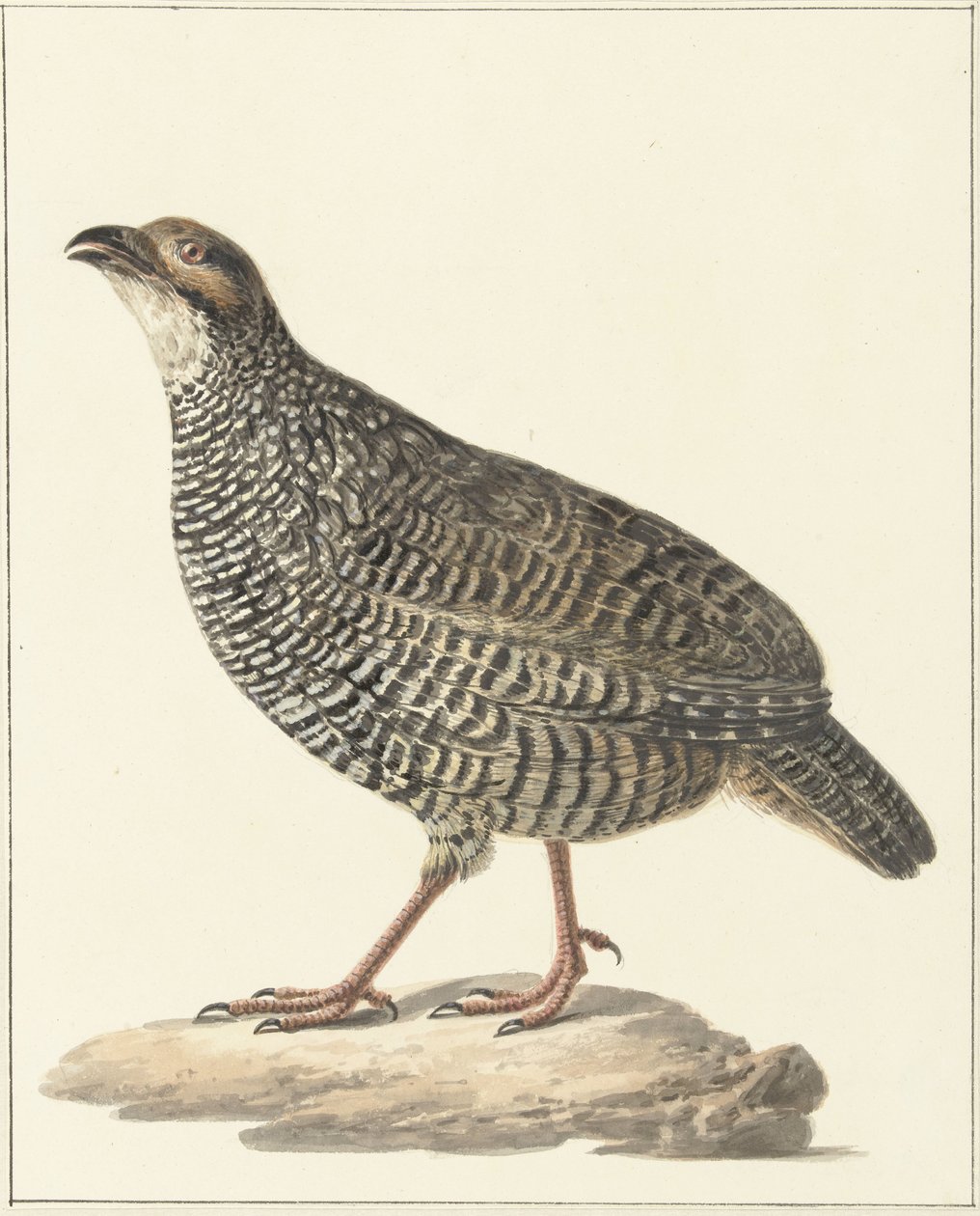 Kinesisk francolin (Excalfactoria chinensis) av Pieter Pietersz. Barbiers