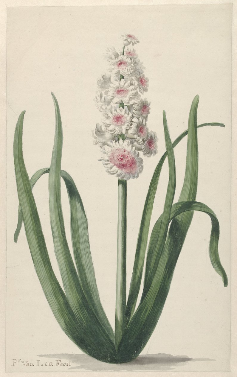 Blomstrende hyasint av Pieter van Loo