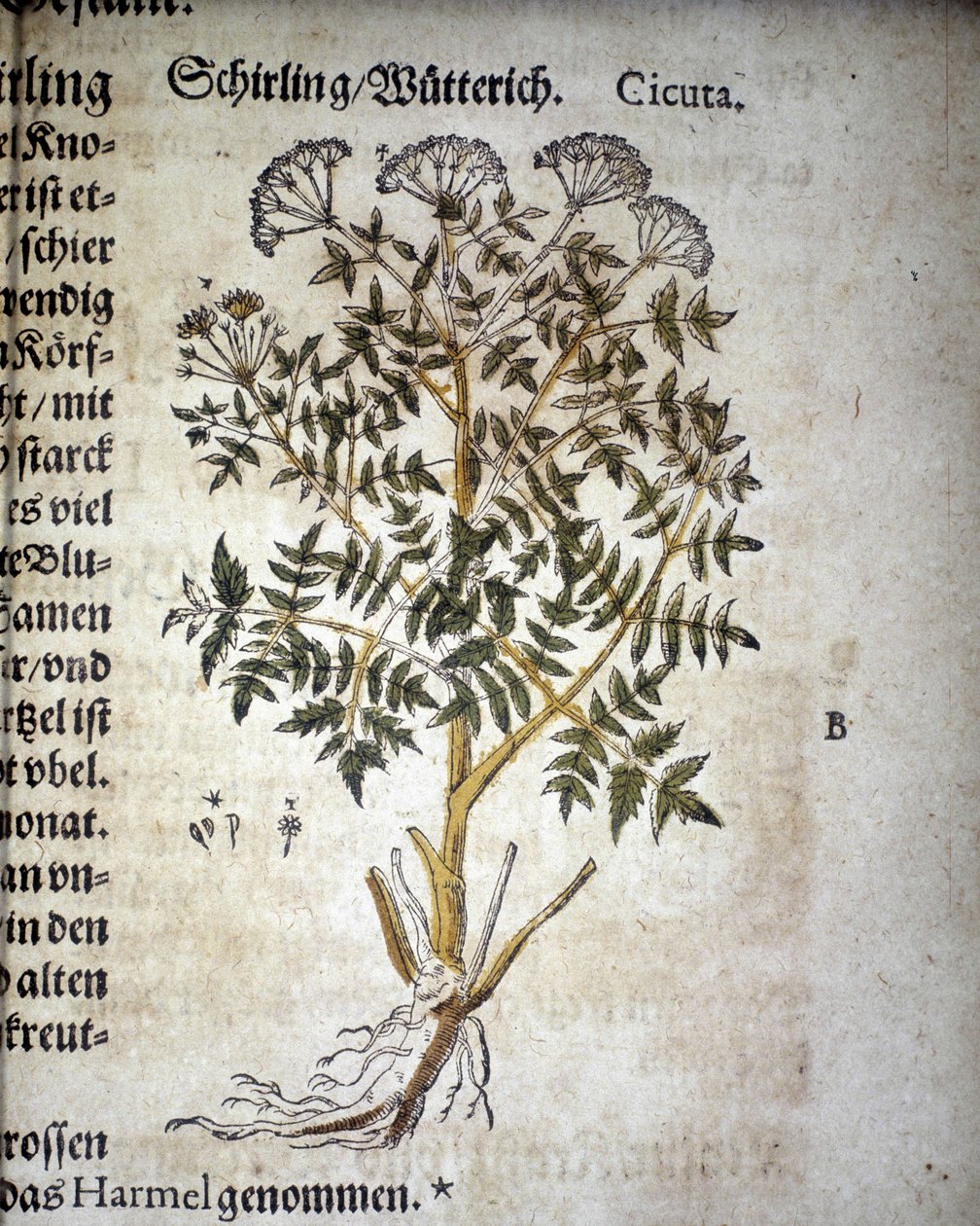 Hemlock - I Mattioli-herbariet. av Pietro Andrea Mattioli
