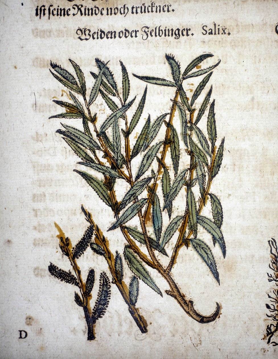 Willow Branch - I "" Herbarium mattioli"" av Pietro Andrea Mattioli