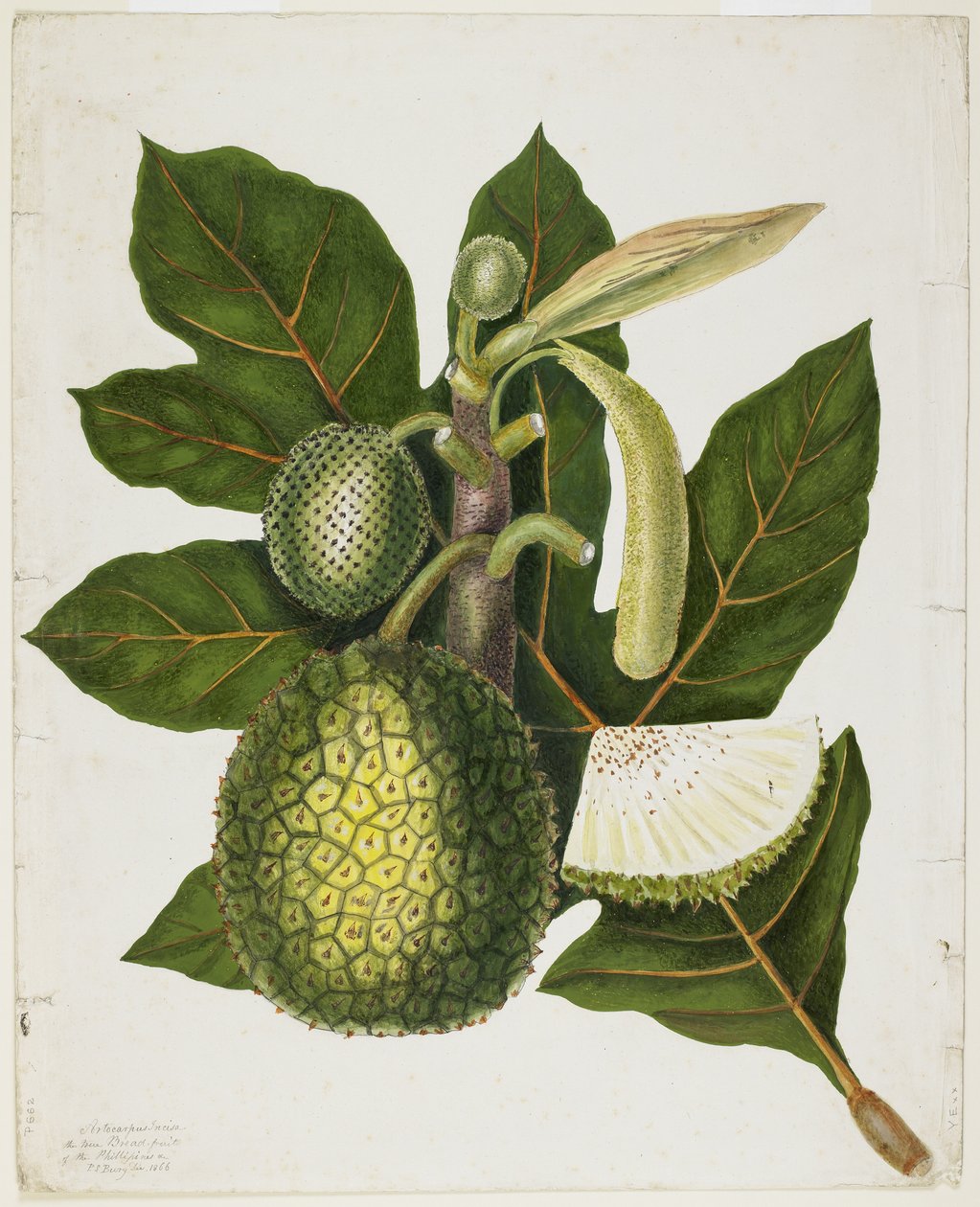 Artocarpus Incisa (Filippinens sanne brødfrukt), desember 1866 av Priscilla Susan Bury