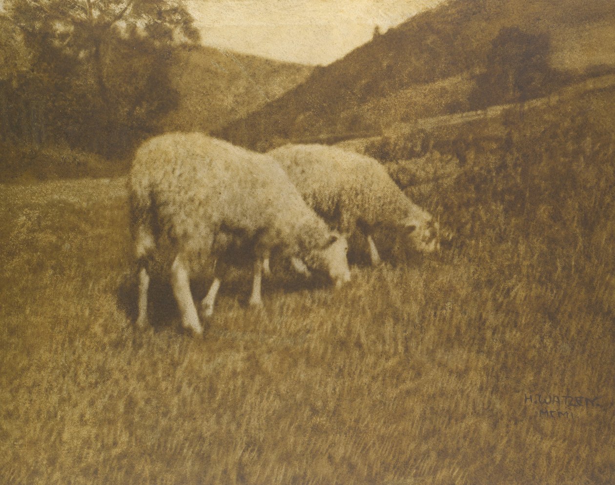 Sau, 1901. av Professor Hans Watzek