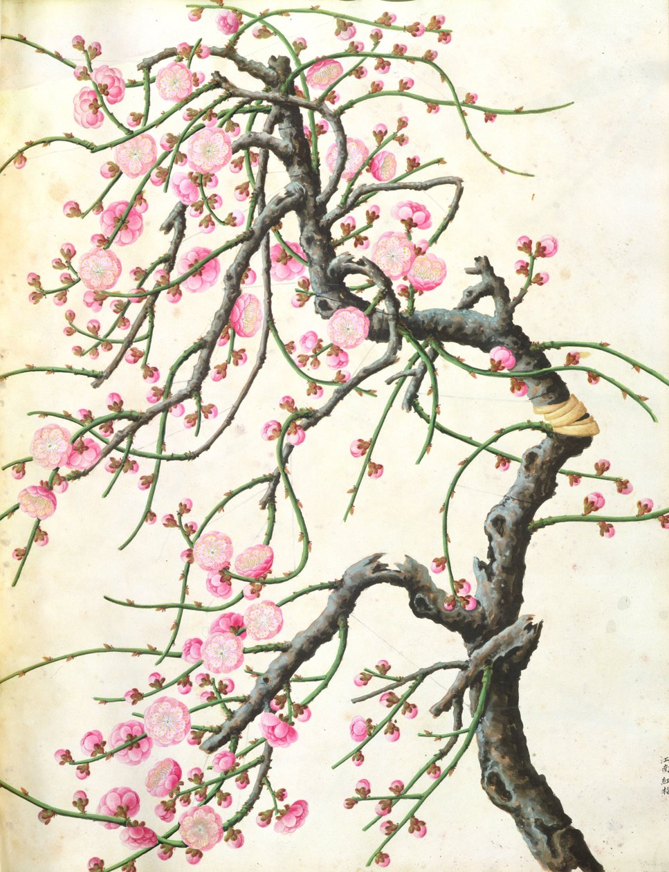 Ferskenblomst (farge på papir) av Qing Dynasty Chinese School
