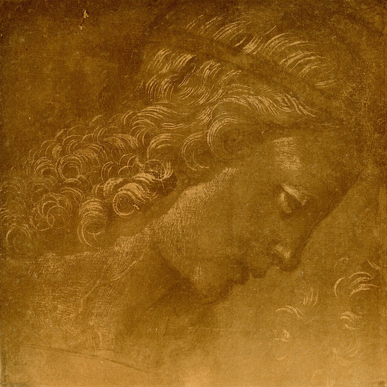 Studer på et englehode av Raffaellino del Garbo