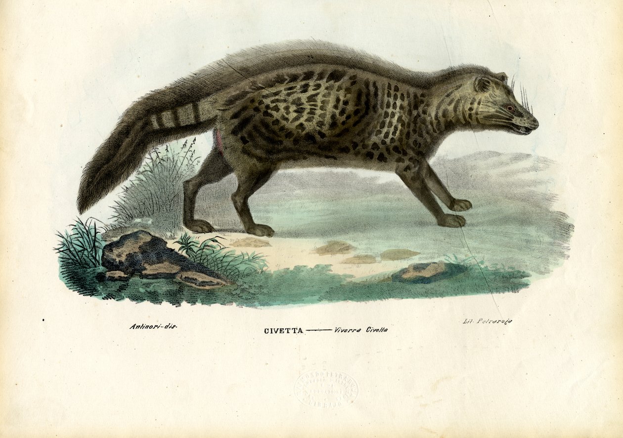 Afrikansk sivet, 1863-79 av Raimundo Petraroja