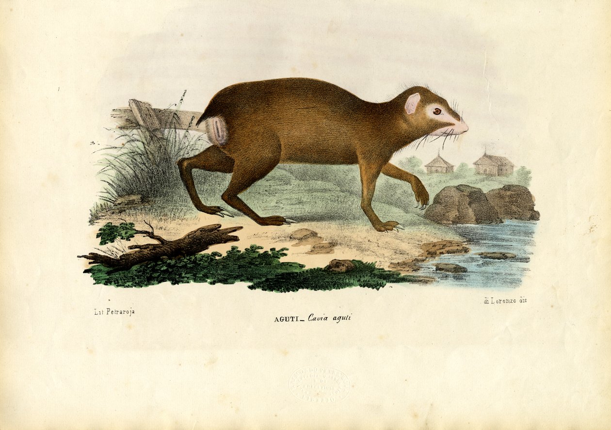 Agouti, 1863-79 av Raimundo Petraroja