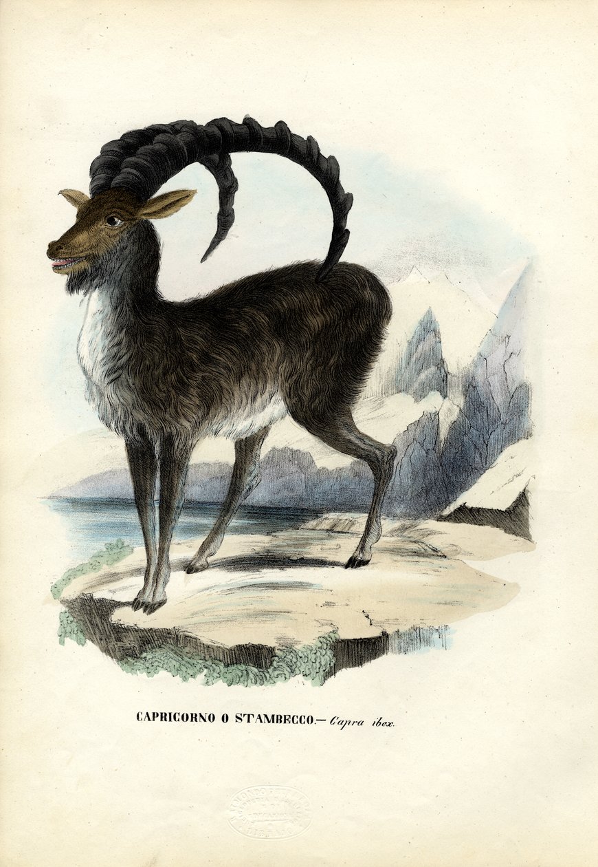 Alpine steinbukk, 1863-79 av Raimundo Petraroja