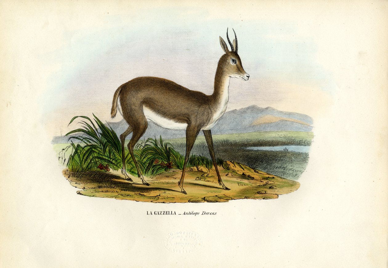 Arabisk gaselle, 1863-79 av Raimundo Petraroja