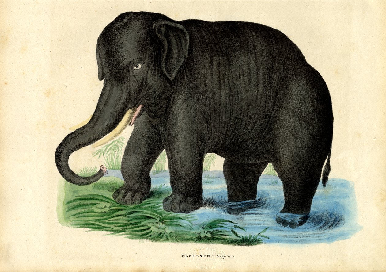 Asiatisk elefant, 1863-79 av Raimundo Petraroja