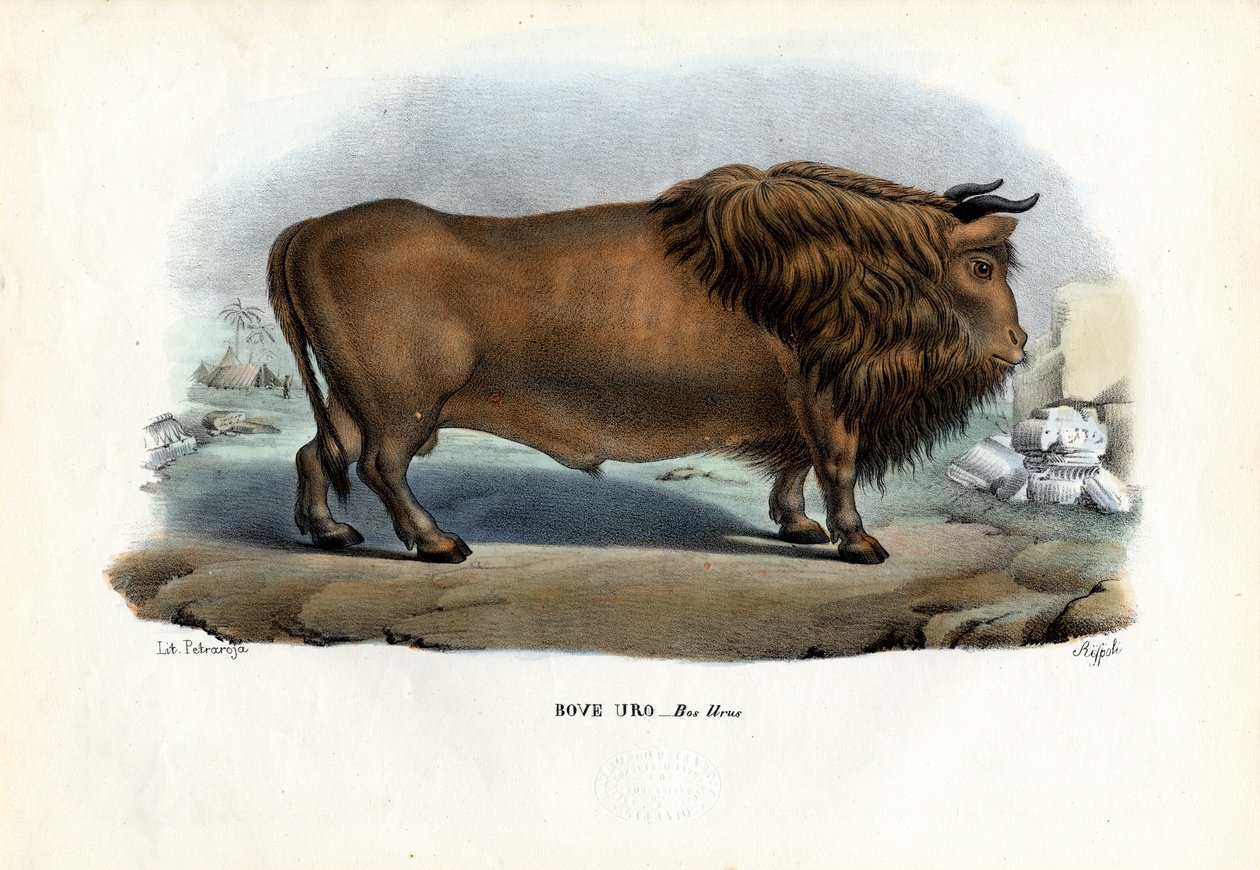 Aurochs, 1863-79 av Raimundo Petraroja