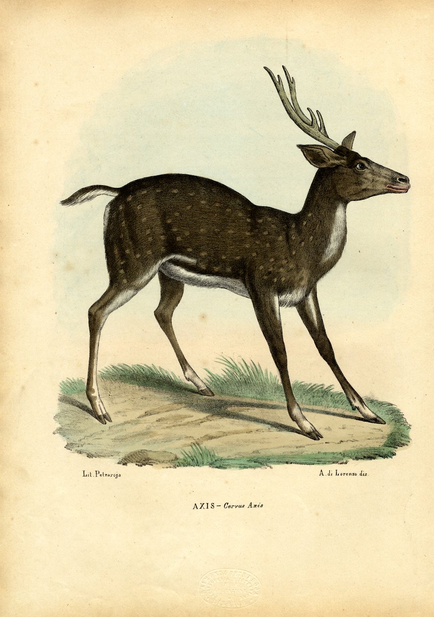 Aksehjort, 1863-79 av Raimundo Petraroja