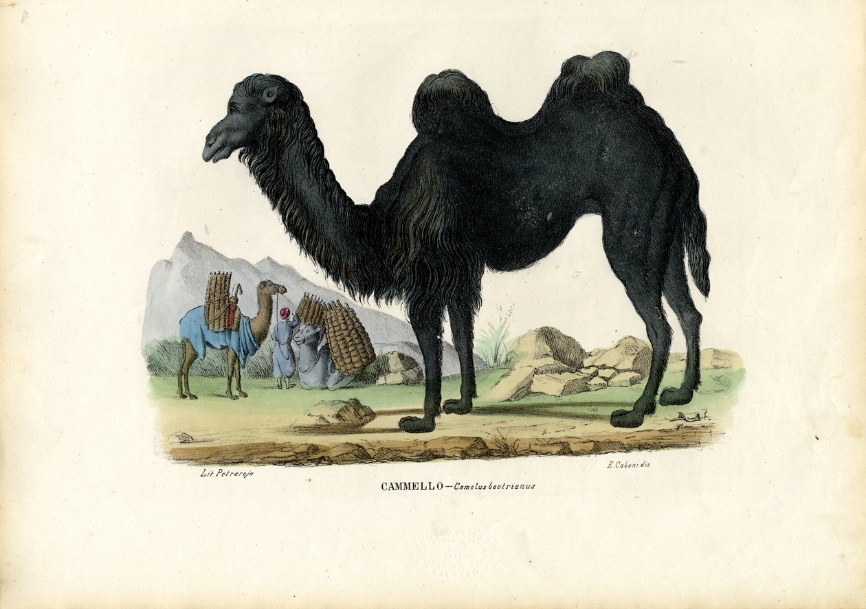 Bactrian Camel, 1863-79 av Raimundo Petraroja