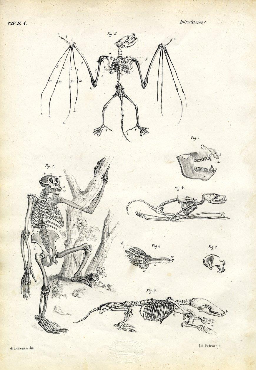 Flaggermus, 1863-79 av Raimundo Petraroja