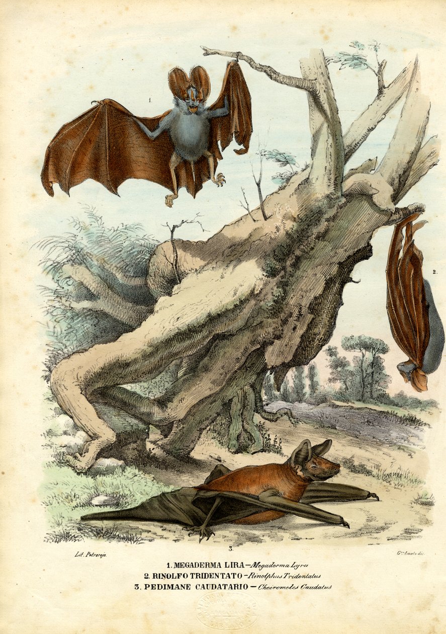 Flaggermus, 1863-79 av Raimundo Petraroja