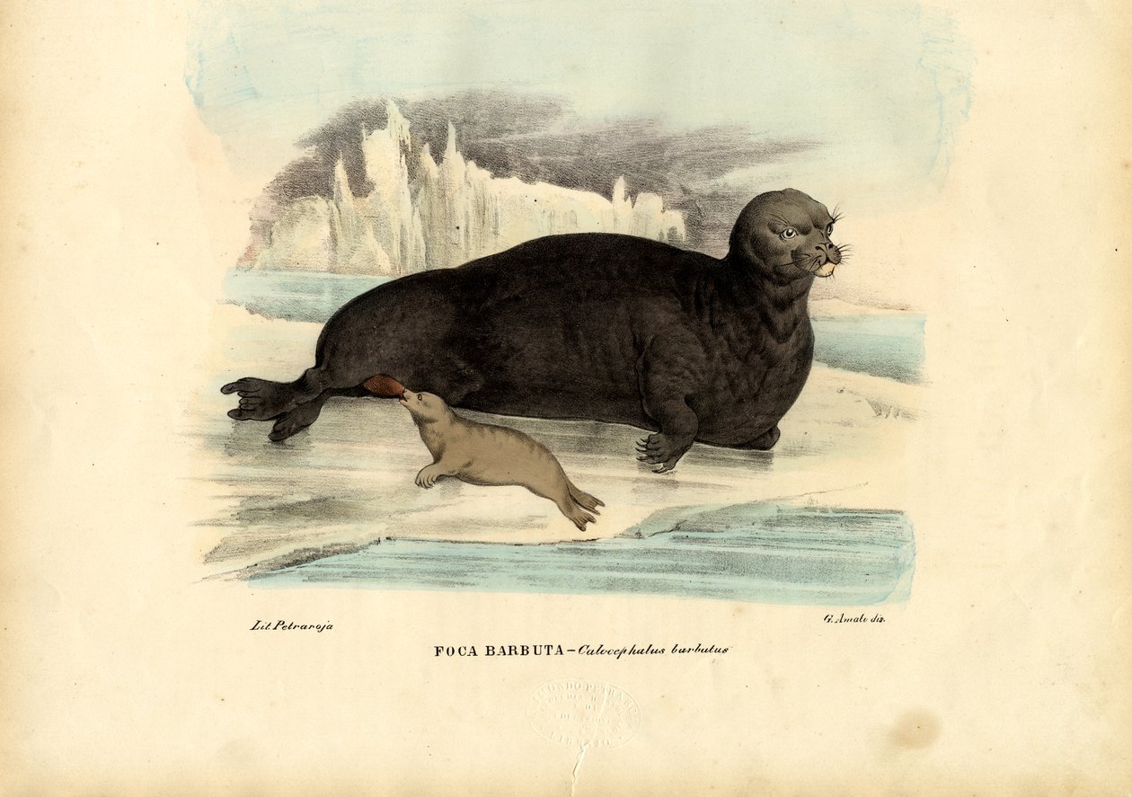 Skjeggsel, 1863-79 av Raimundo Petraroja